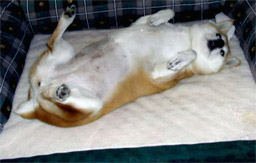 Panda Animal Clinic has a warm, caring hospital and staff
