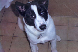 veterinary services