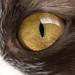 Glaucoma in Pets: What You Need to Know