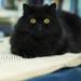 Managing Feline Asthma